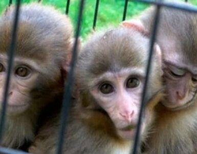 Due scimmiette non smettono di abbracciare il loro fratellino