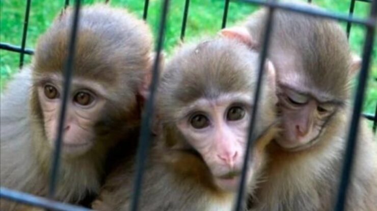 Due scimmiette non smettono di abbracciare il loro fratellino