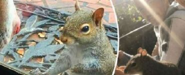 La scoiattolina Bella viene salvata dalla famiglia di Harrison: ancora oggi gli fa visita