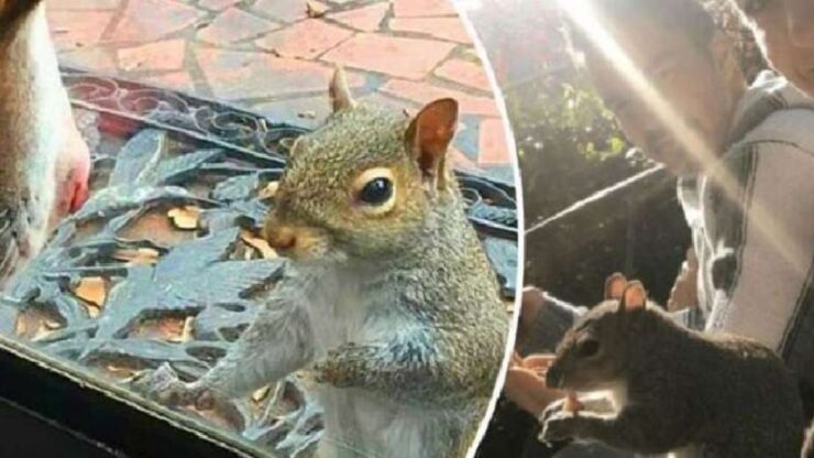 La scoiattolina Bella viene salvata dalla famiglia di Harrison: ancora oggi gli fa visita