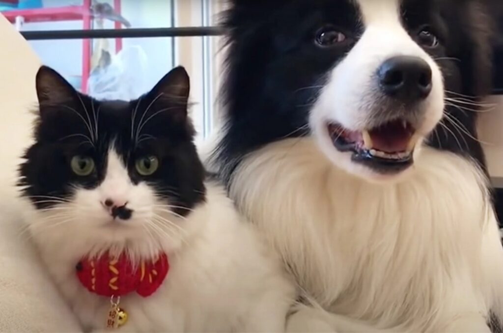 cane e gatto che sembrano fratelli