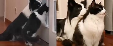 cane e gatto che sembrano fratelli