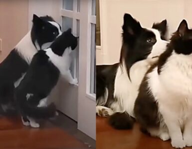 cane e gatto che sembrano fratelli