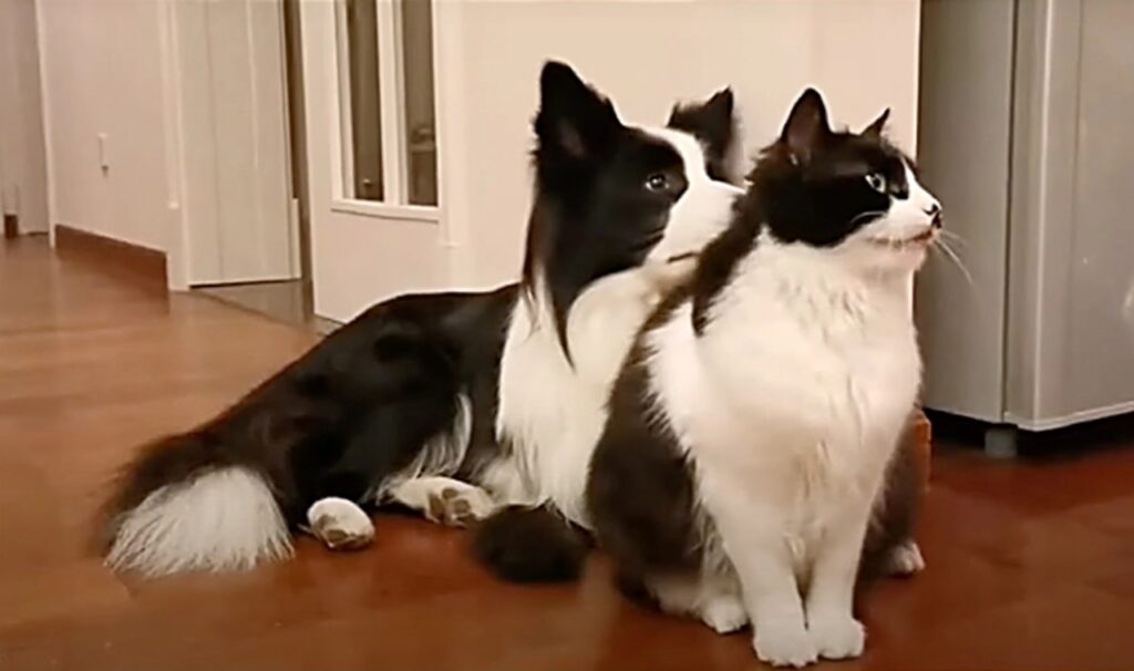 cane e gatto che sembrano fratelli