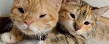 due gattini con sindrome di down sono stati adottati