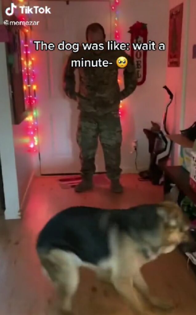 soldato saluta il cane