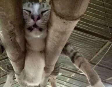 gattino con sonno