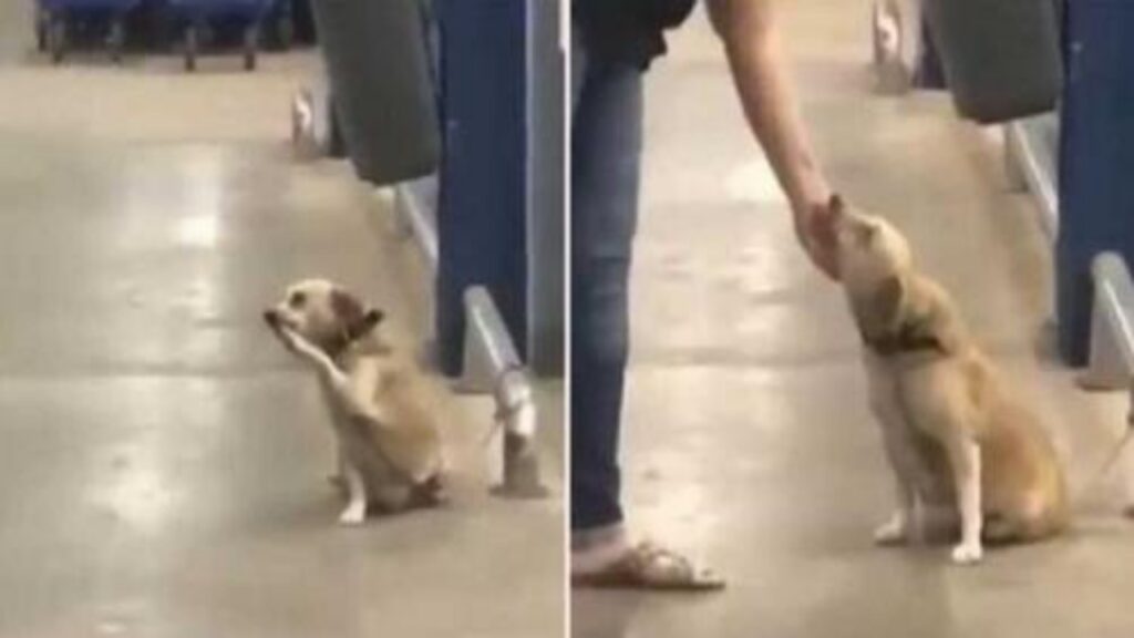 cagnolino solo al supermercato