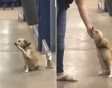 cagnolino solo al supermercato