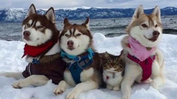 tenera gattina si sente un Husky