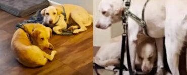 cani terrorizzati dal mondo esterno