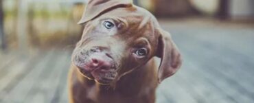perchè il vostro cane inclina la testa?