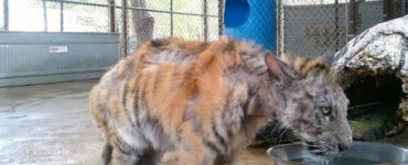 tigre