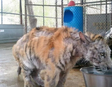 tigre