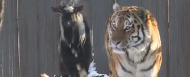 tigre e capra