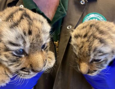 una tigre muore dopo poco tempo dalla morte del suo fratellino