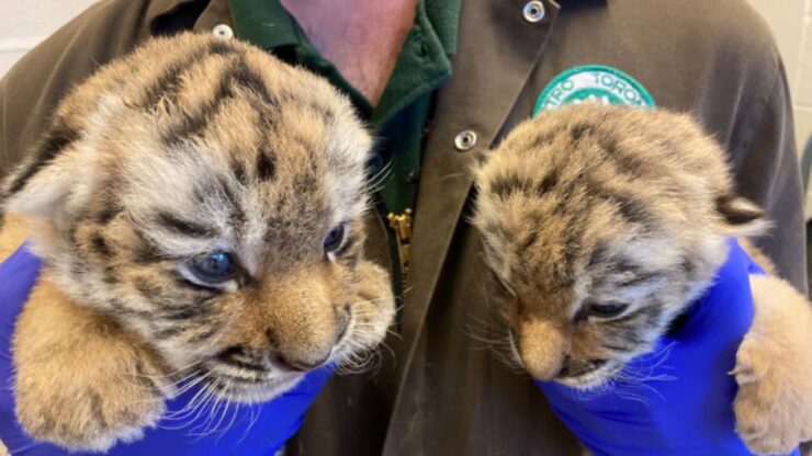 una tigre muore dopo poco tempo dalla morte del suo fratellino