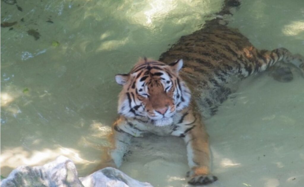 Tigre fa il bagno per la prima volta