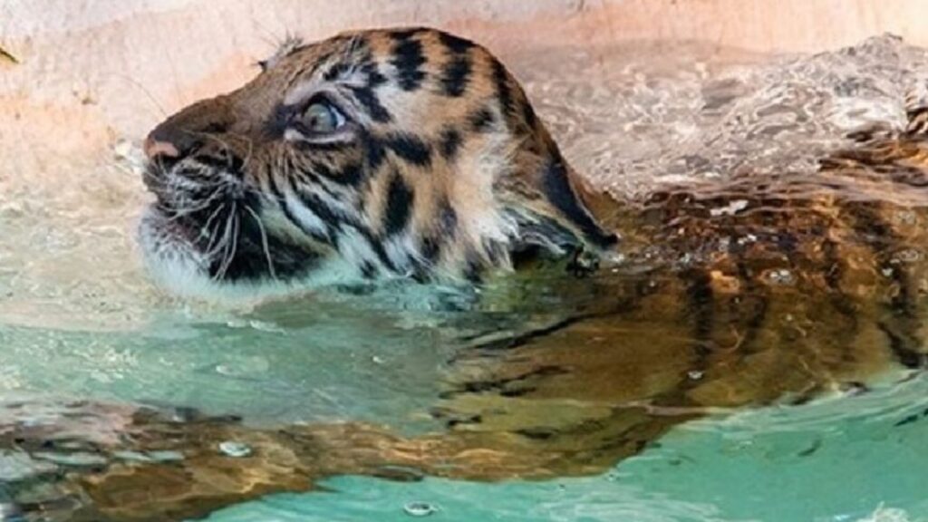 Tigre fa il bagno per la prima volta