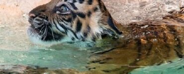 Tigre fa il bagno per la prima volta