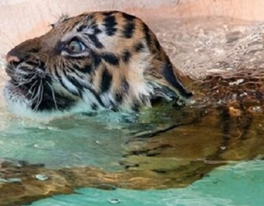 Tigre fa il bagno per la prima volta