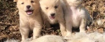 cuccioli salvati dalla foresta