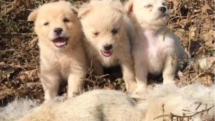 cuccioli salvati dalla foresta