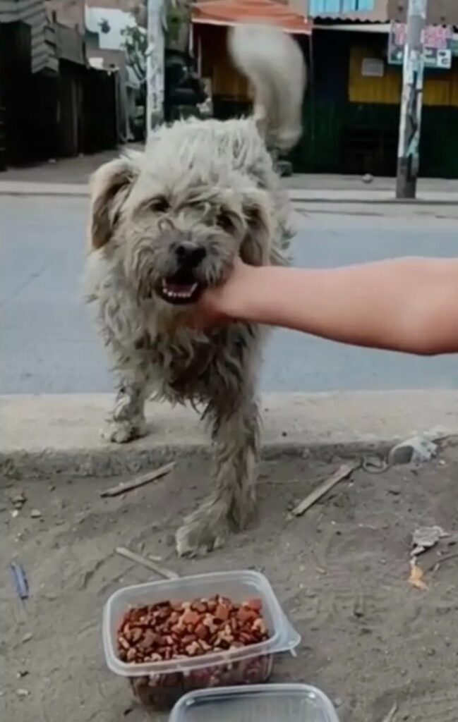 cane randagio con tre zampe