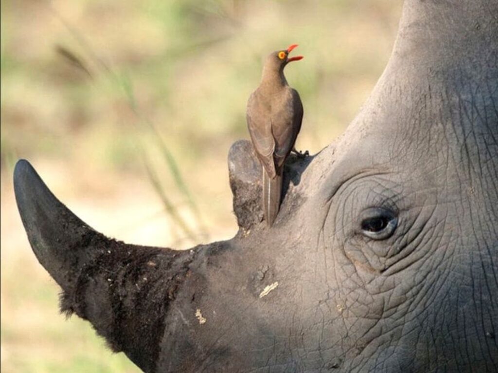 un rinoceronte e un picchio amici