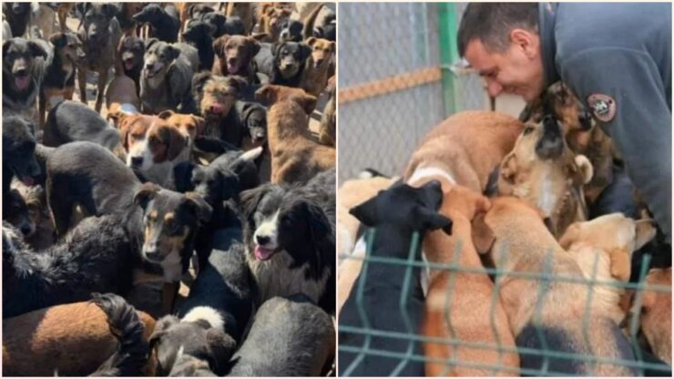 Un uomo dedica la sua vita a migliaia di cuccioli