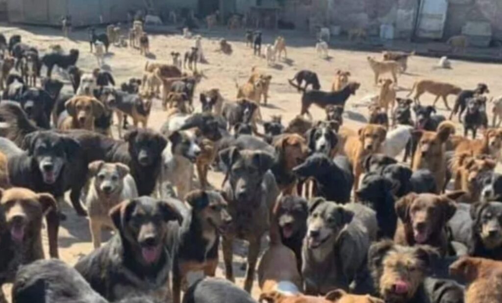 Un uomo dedica la sua vita a migliaia di cuccioli