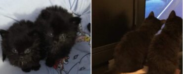 Uomo trova due gattini