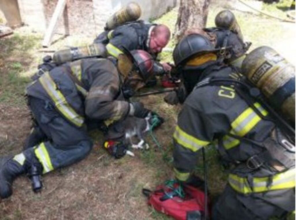 Vigile del fuoco salva un gatto