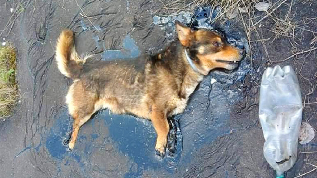 Un cane rimane intrappolato in una pozza di petrolio