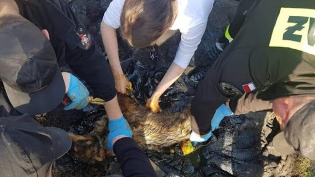 I vigili del fuoco lo tirarono fuori dalla pozza di catrame