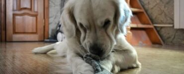 4 consigli gioco