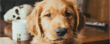 4 ragioni cagnolino