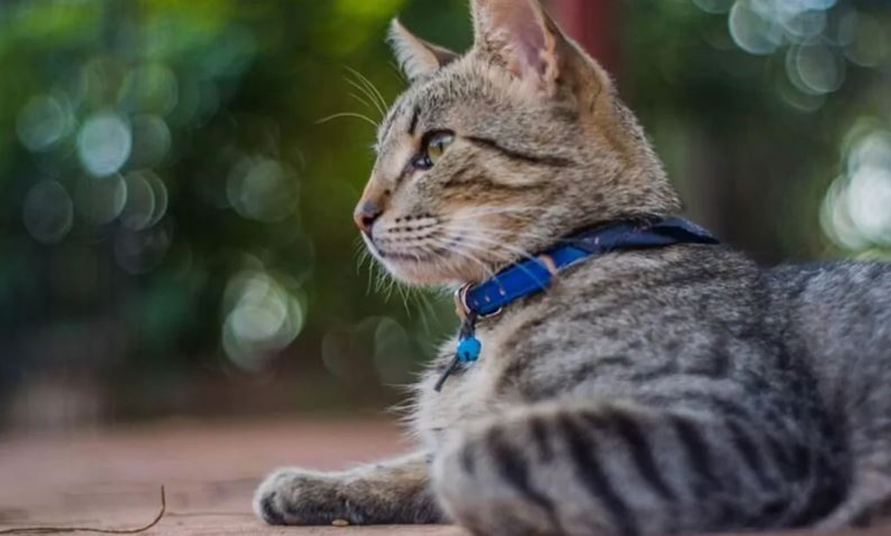 4 ragioni gatto con collar