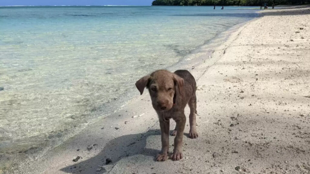 Il cucciolo è stato abbandonato nella spiaggia di Saipan 