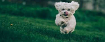5 consigli salto