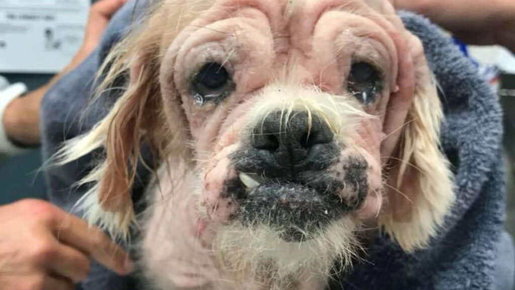 Il cane viene abbandonato davanti alle porte di un rifugio