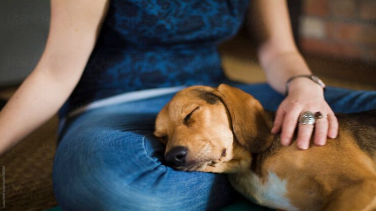 accarezzare il cane per calmarlo