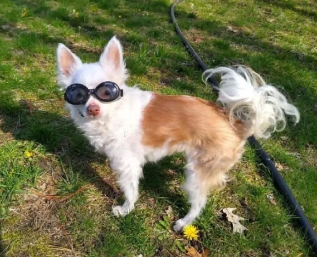 cane con occhialini