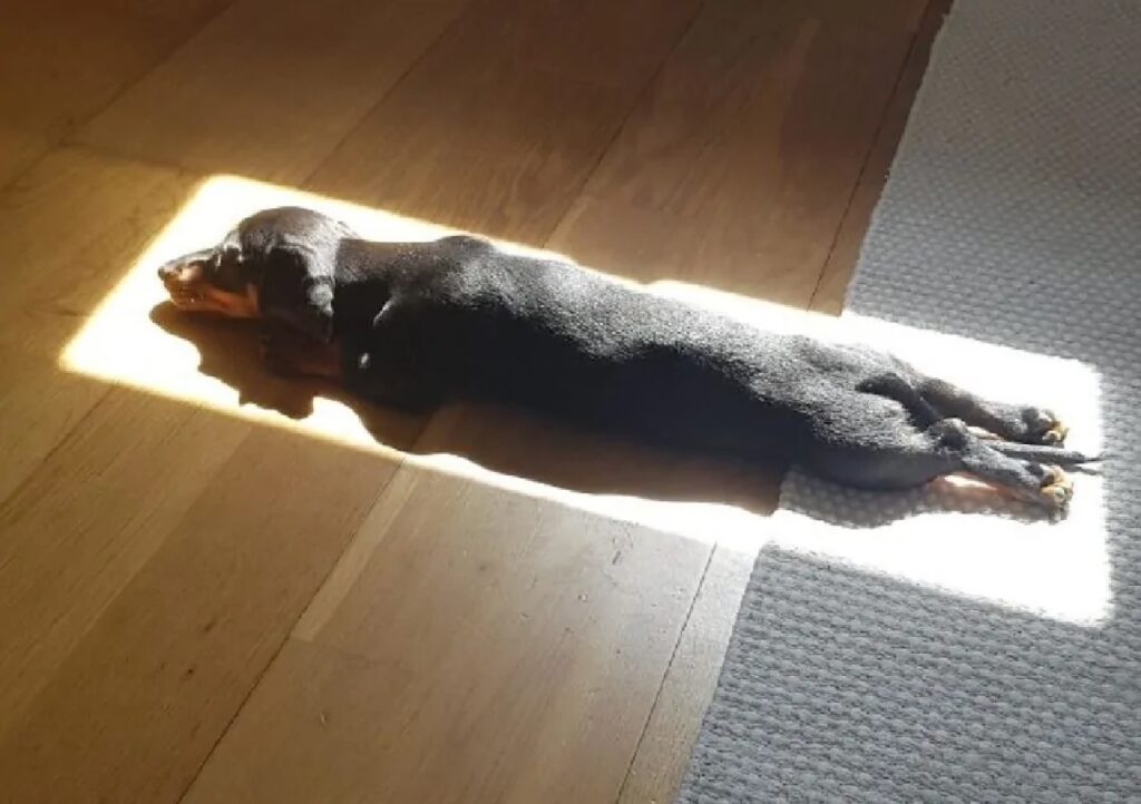 cagnolino sole forma rettangolo