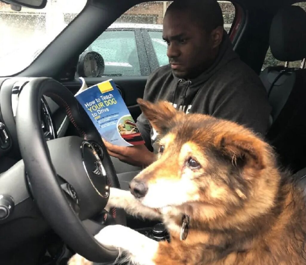 cane impara a guidare