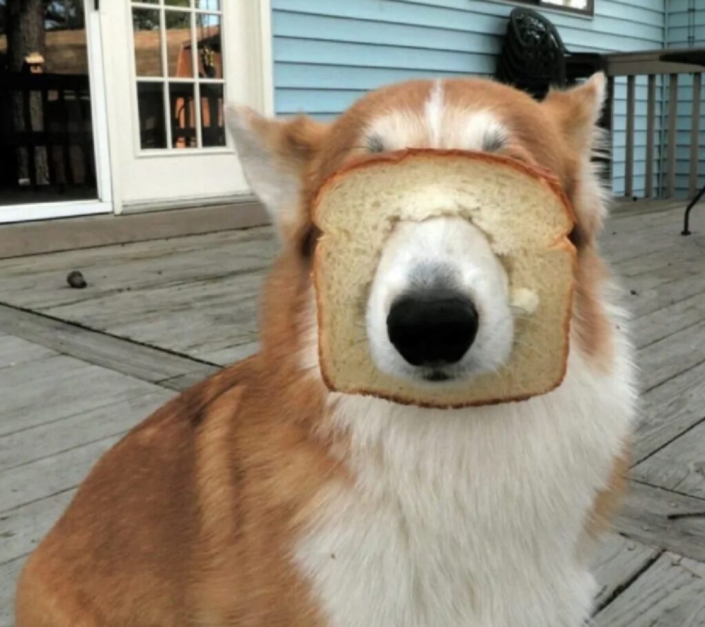 cane buco nel pane