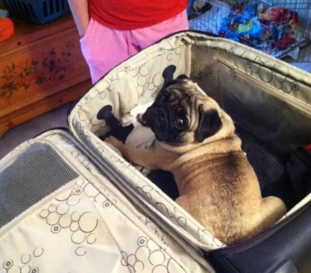 cane vuole stare sulla valigia