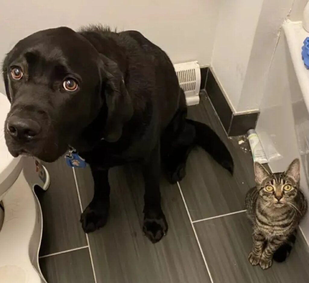 cane e gatto compagni di bagno
