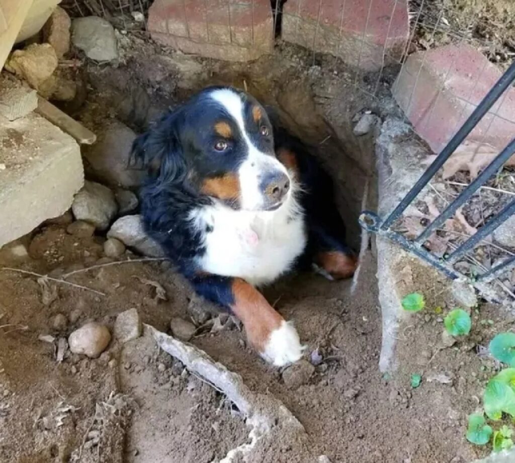 cane sbuca fuori da terra