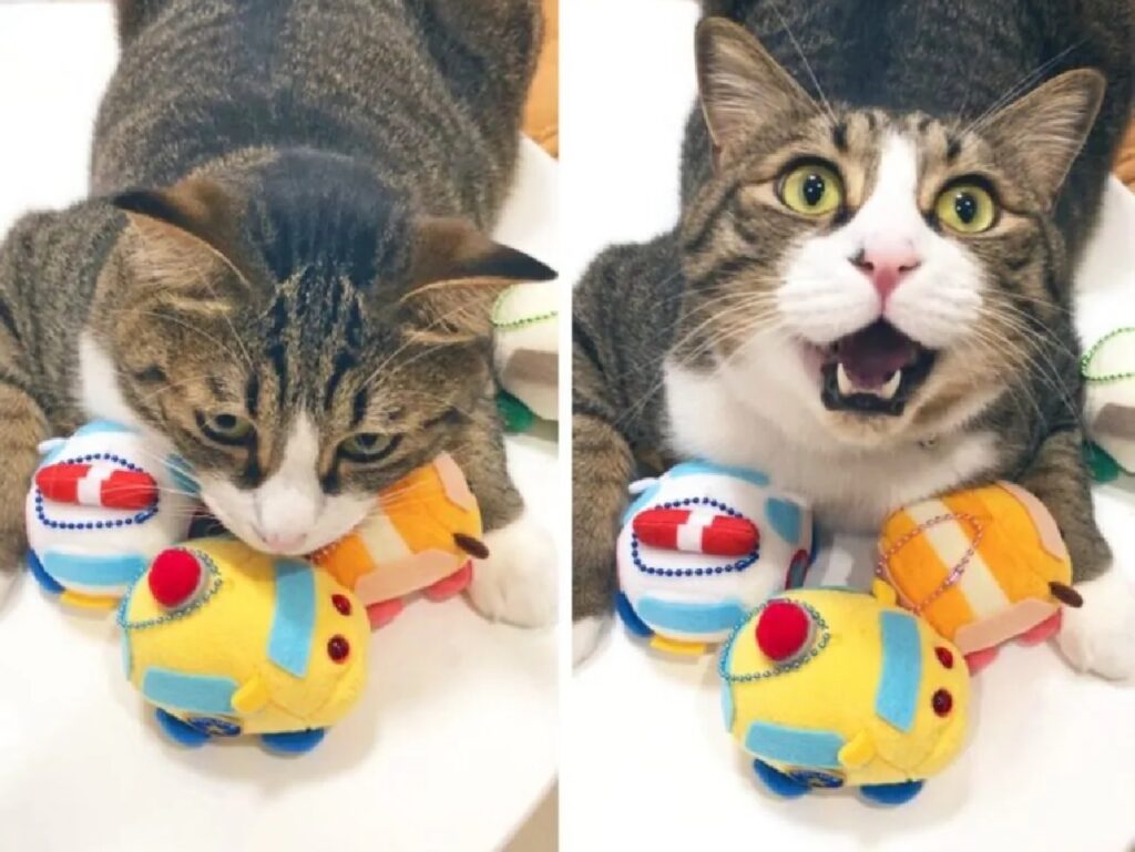 gatto protegge giocattoli